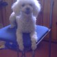 ya es muy viejecito pero es mi primer perro